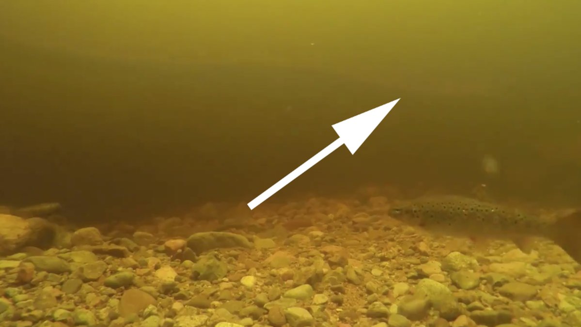 Har-ar-videon-som-visar-vad-Loch-Ness–odjuret-egentligen-kan-vara